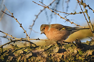 Bird perching on a tree
