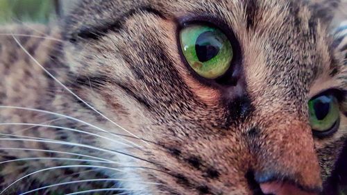 Close-up portrait of cat