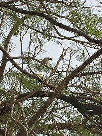 Low angle view of tree against sky