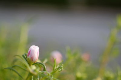 Close-up of pink flowering plant