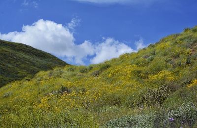 Low angle view of green landscape against sky