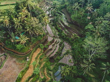 High angle view of trees in forest