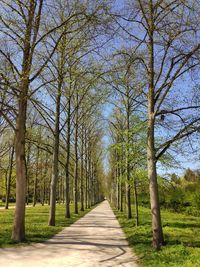 Empty road along trees in forest