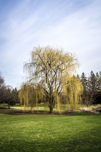 Trees on field against sky