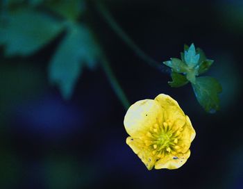 Close-up of yellow flowering plant