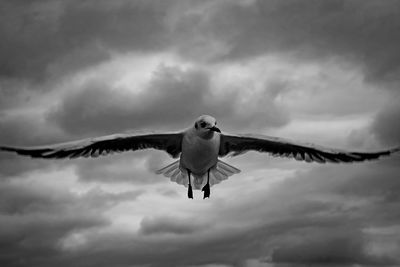 Low angle view of seagull flying