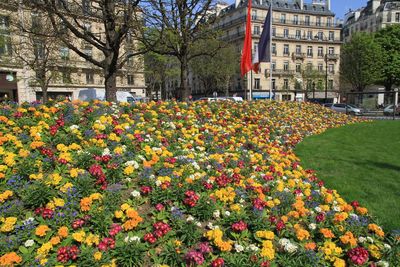 Flowers growing in park by building