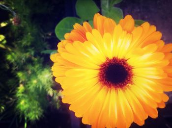 Close-up of yellow flower