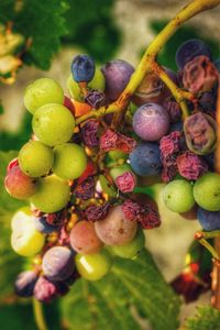 Close-up of grapes growing on tree