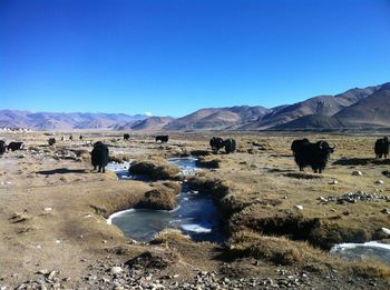 Scenic view of land against clear blue sky