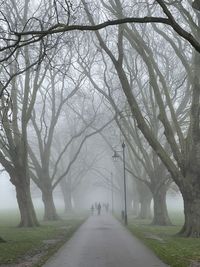 Empty road along bare trees during foggy weather