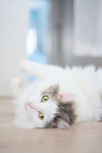 White cat relaxing on the floor