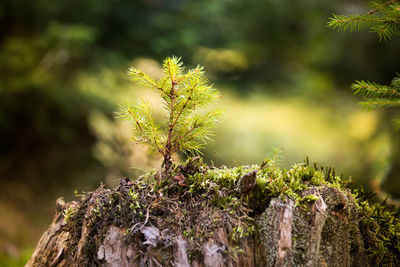 Close-up of pine tree