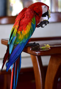 Close-up of parrot perching on table