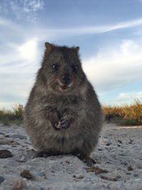 The happiest animal, quokka at rottnest island, perth, australia