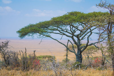 Tree by sea against sky