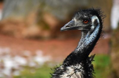 Close-up portrait of a bird