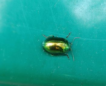 High angle view of insect on water