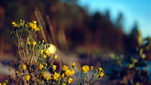 Close-up of yellow flower blooming in field