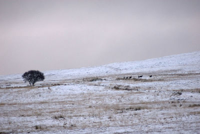 Snow covered landscape