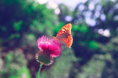 Butterfly on flowering burdock . wild flower in bloom with butterfly