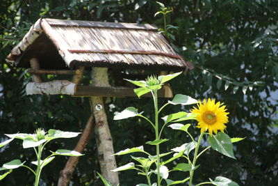 Close-up of yellow flowering plants on wooden field