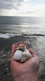 Cropped hand of person holding seashells at beach