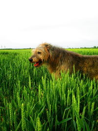 View of dog on field against sky