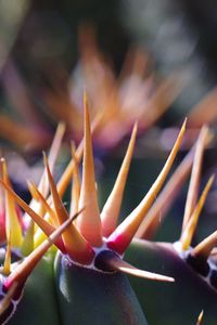 Close-up of flower against blurred background