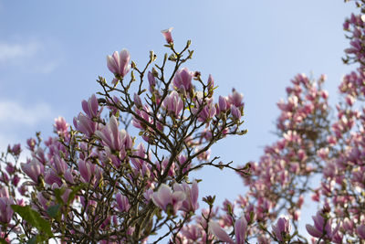 Low angle view of pink flowering tree against sky