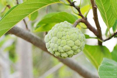 Close-up of fruit growing on tree