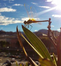 Close-up of insect on plant