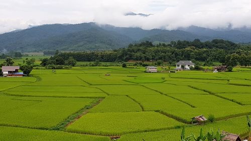 Scenic view of agricultural field against mountains