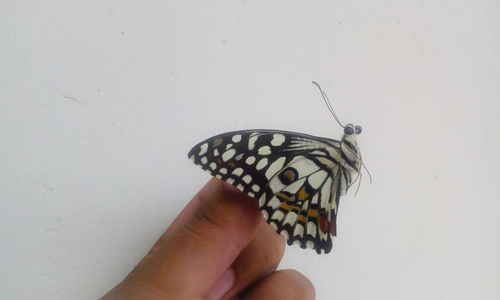 Cropped image of hand holding butterfly against white background