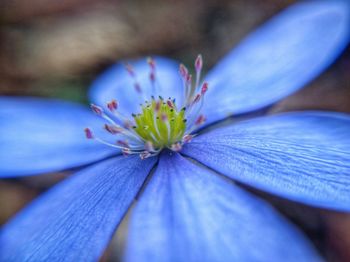 Close-up of purple flower