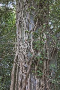 Close-up of tree roots in forest