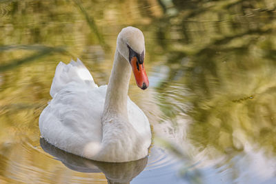 Swan floating on lake