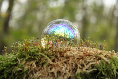 Close-up of bubbles on land