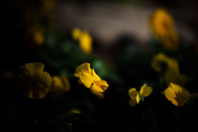 Close-up of yellow flowering plant