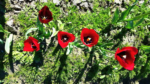 Close-up of red flowers growing on field