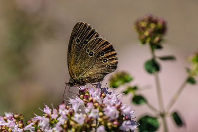 Close-up of butterfly pollinating on flower