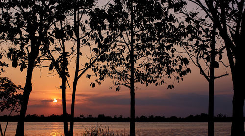 Silhouette trees against sky during sunset