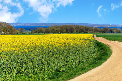 Scenic view of field against sky