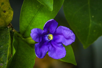 Close-up of purple iris blooming outdoors