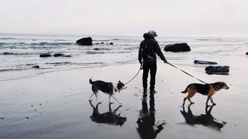Full length of man with dogs at beach