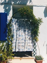 Plants growing on wall