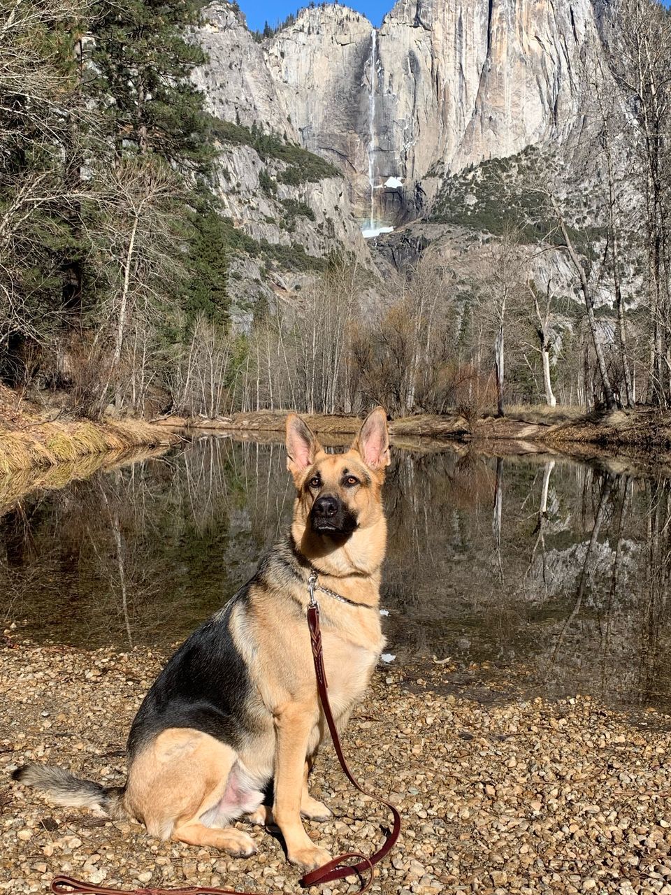 DOG SITTING ON ROCK AGAINST TREES