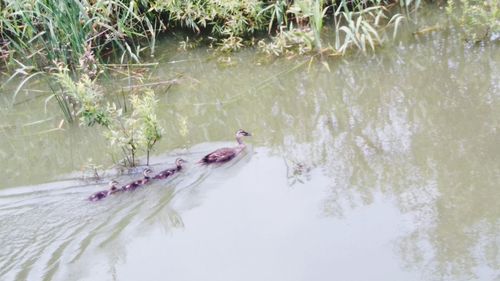 High angle view of fish swimming in lake