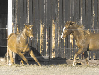 Horses in the field