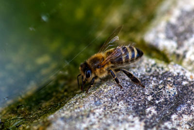 Close-up of spider on rock